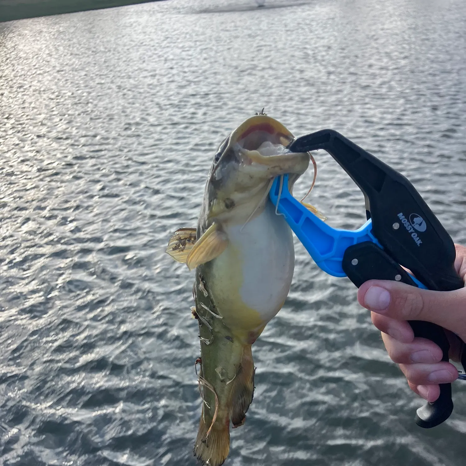 The most recent Black bullhead catches on Fishbrain