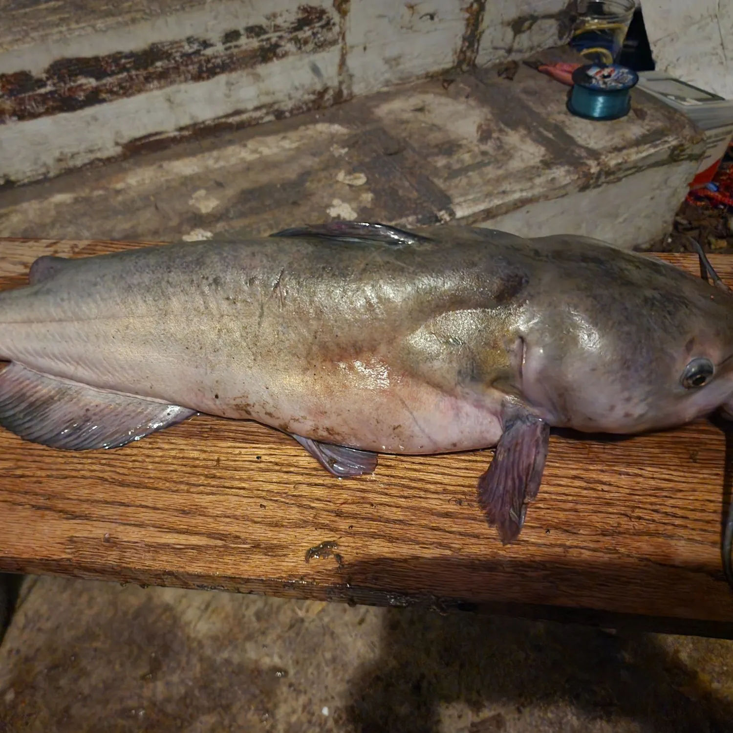 Channel catfish caught on Fishbrain