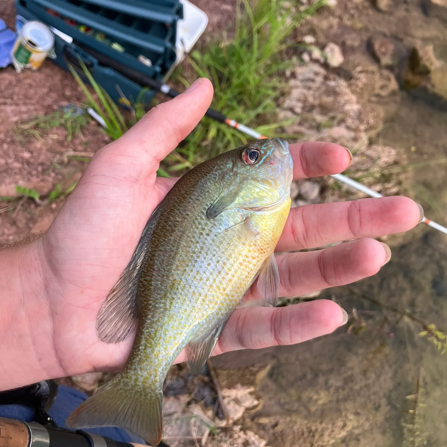Redbreast sunfish caught on Fishbrain