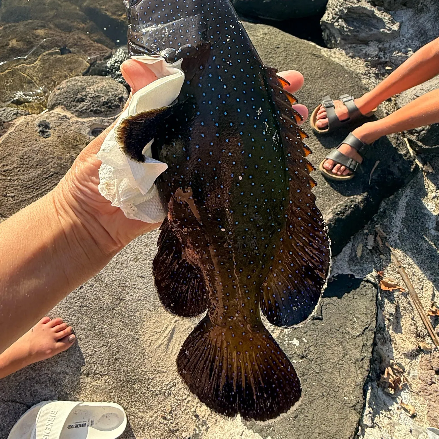 The most recent Peacock hind catches on Fishbrain