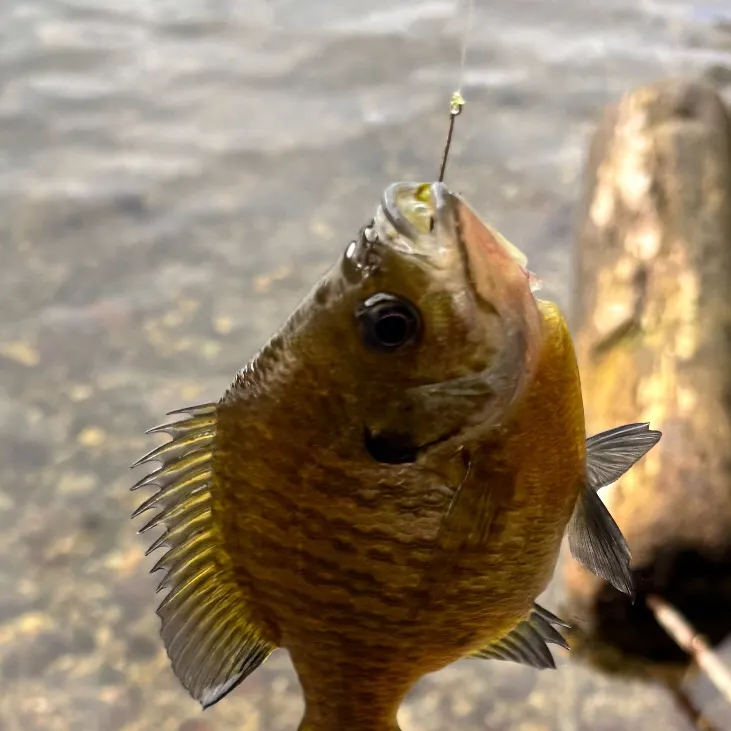 Bluegill caught on Fishbrain