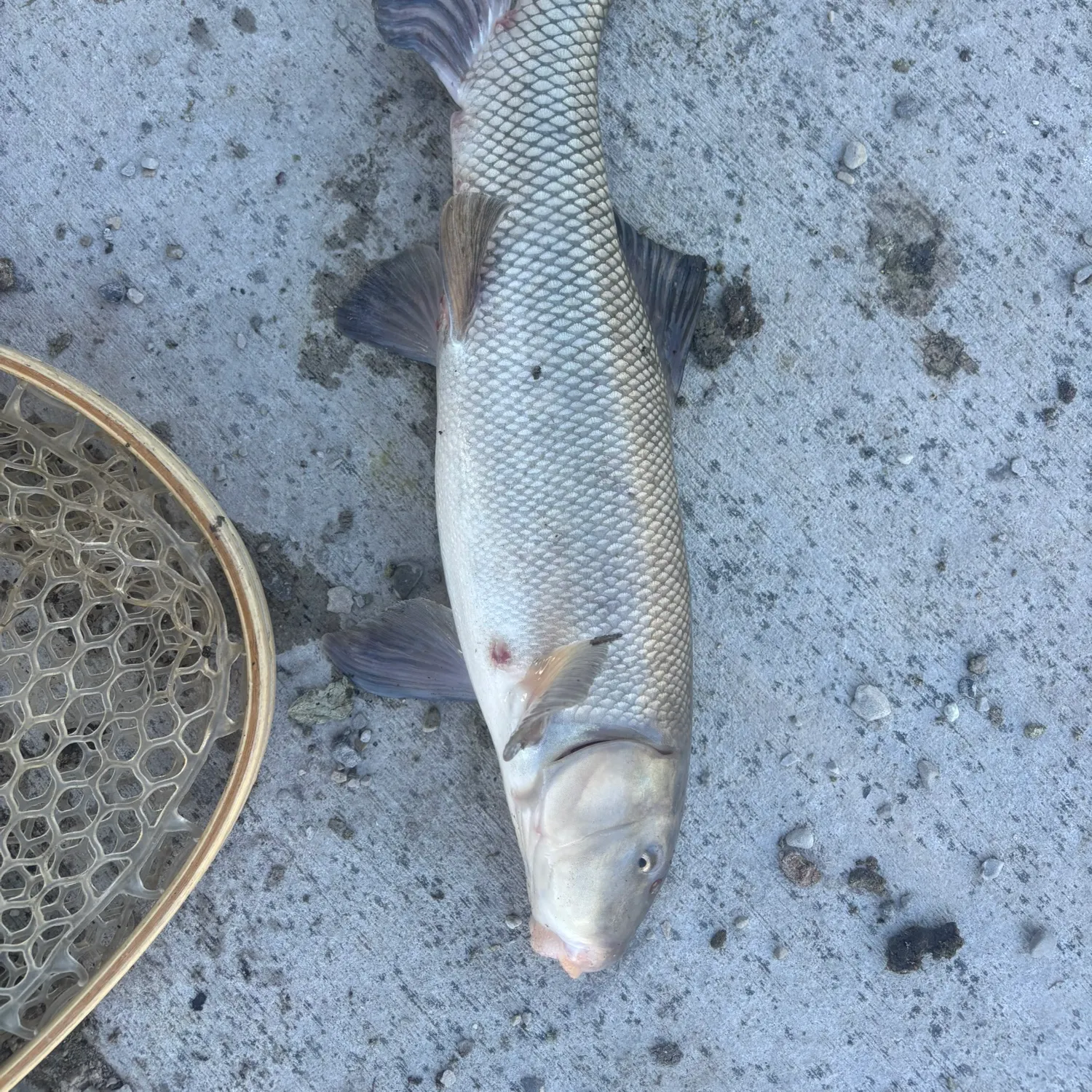 The most recent Utah sucker catches on Fishbrain