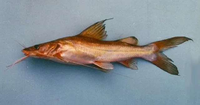 Asian redtail catfish