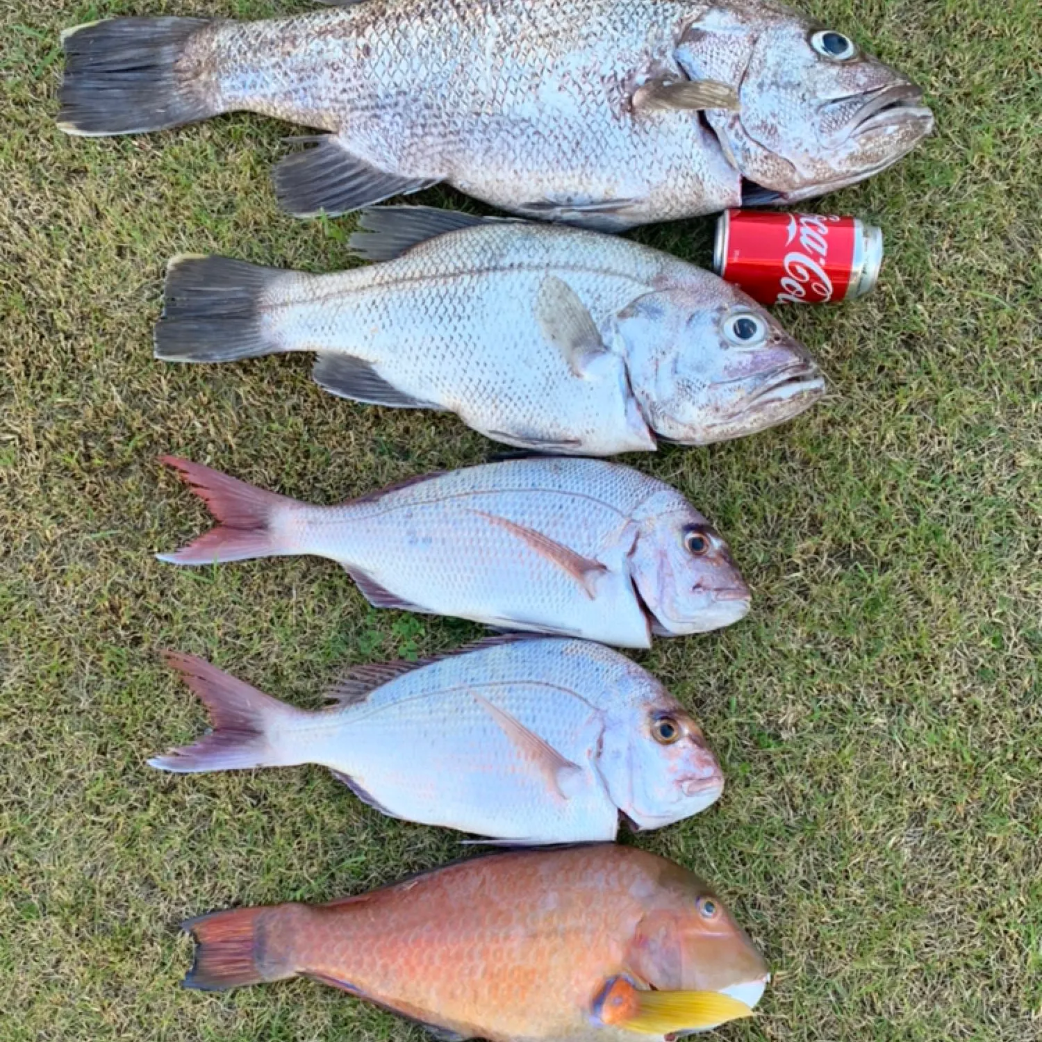 recently logged catches