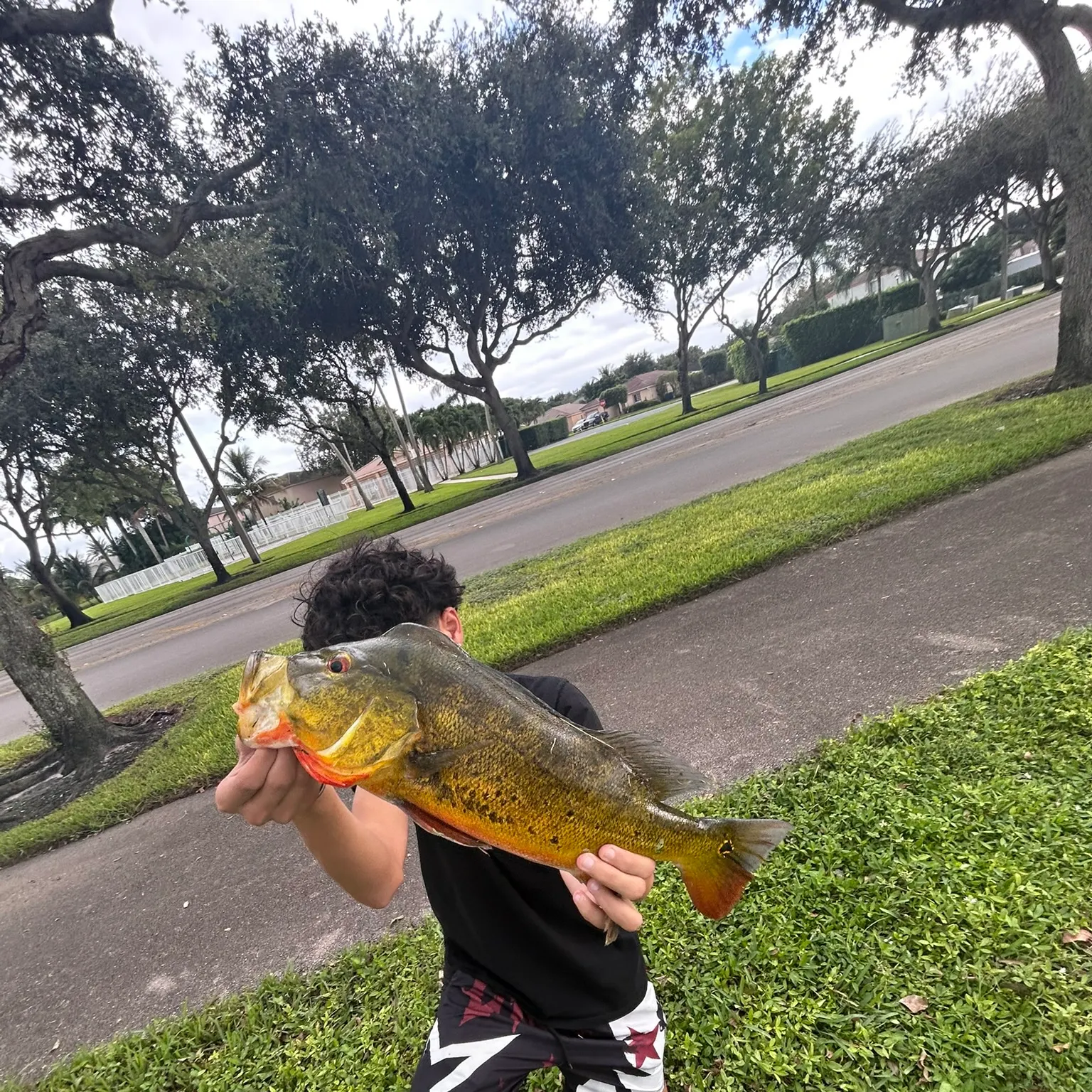 The most recent Speckled peacock bass catches on Fishbrain