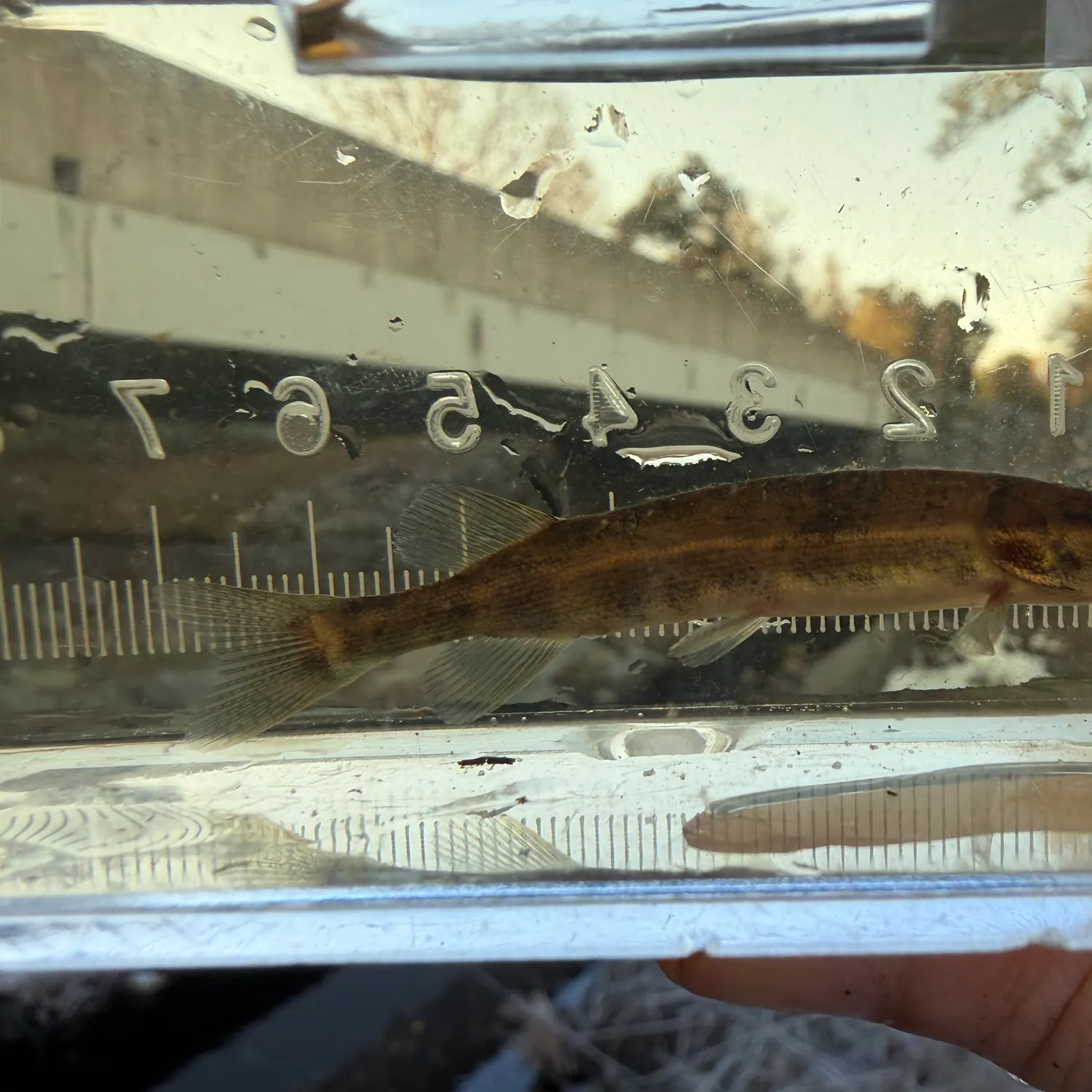 The most recent Redfin pickerel catches on Fishbrain