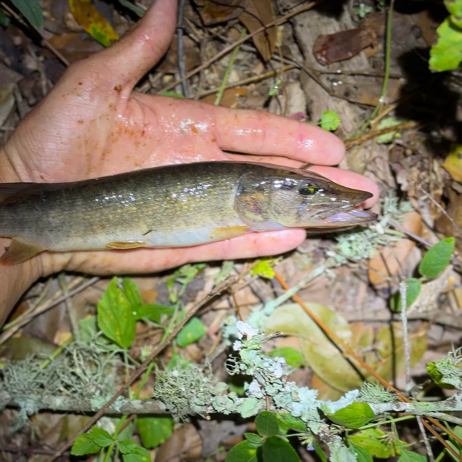 Redfin pickerel caught on Fishbrain