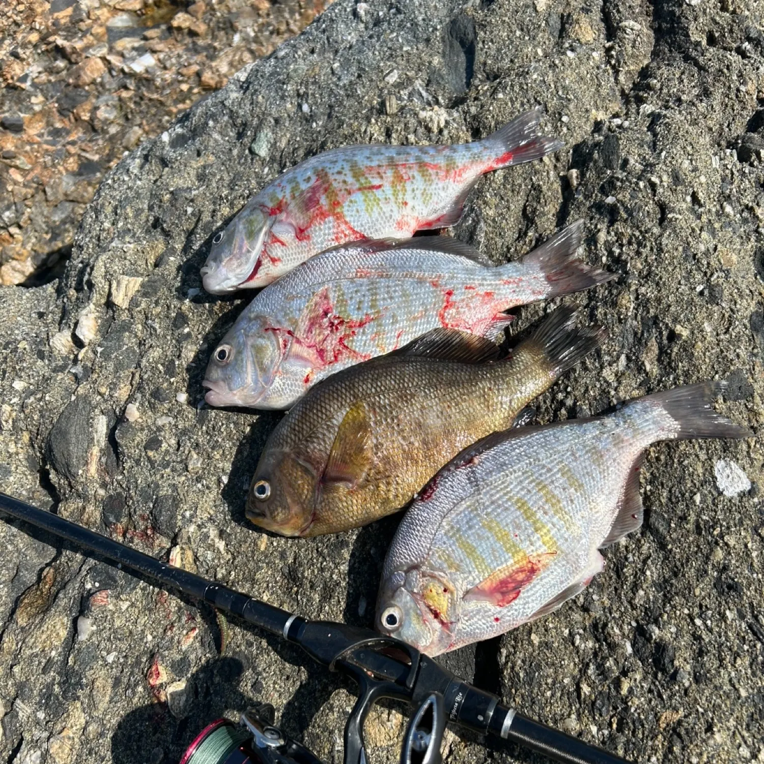 recently logged catches