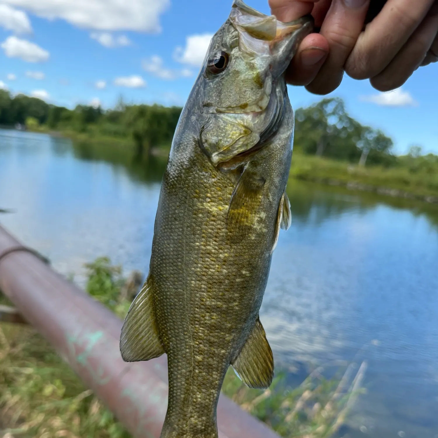 Smallmouth bass caught on Fishbrain
