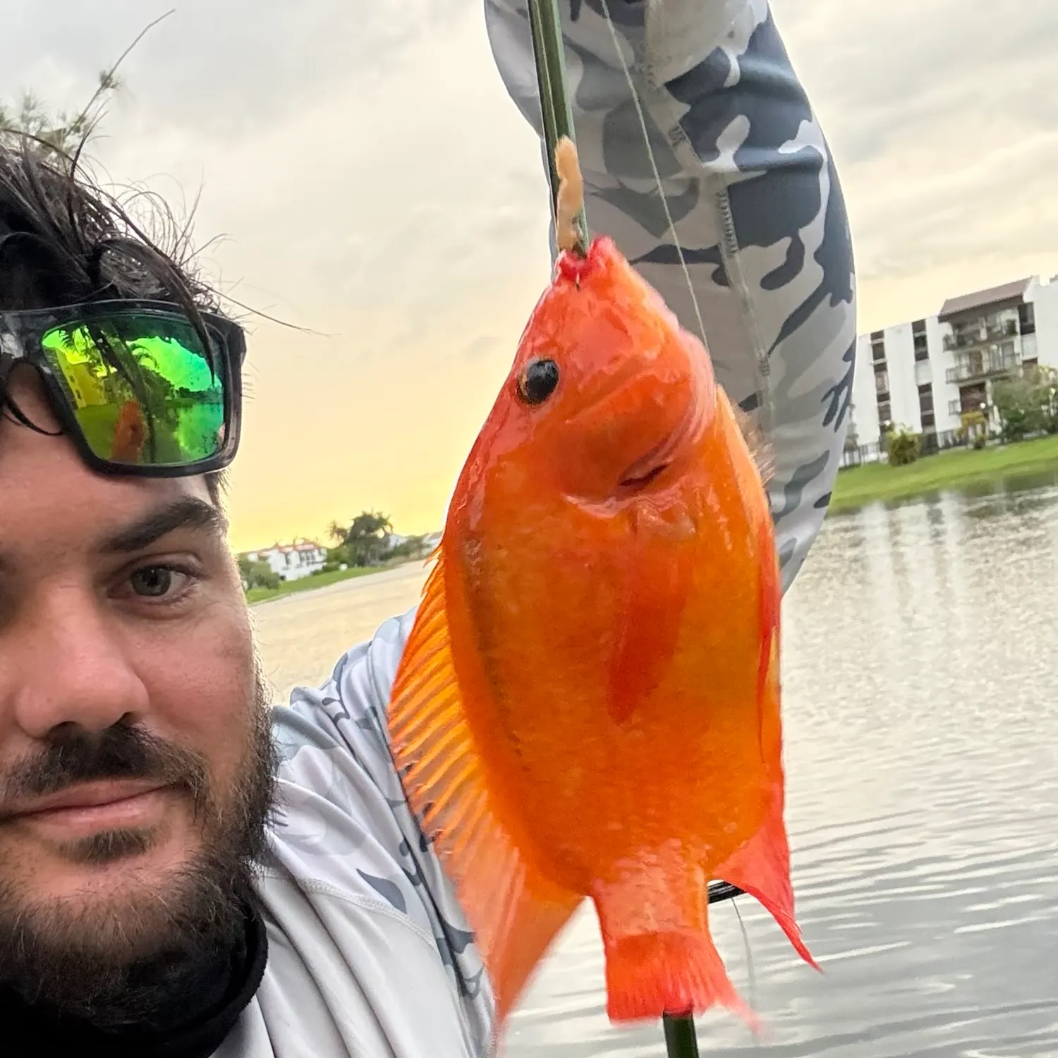 Midas cichlid caught on Fishbrain