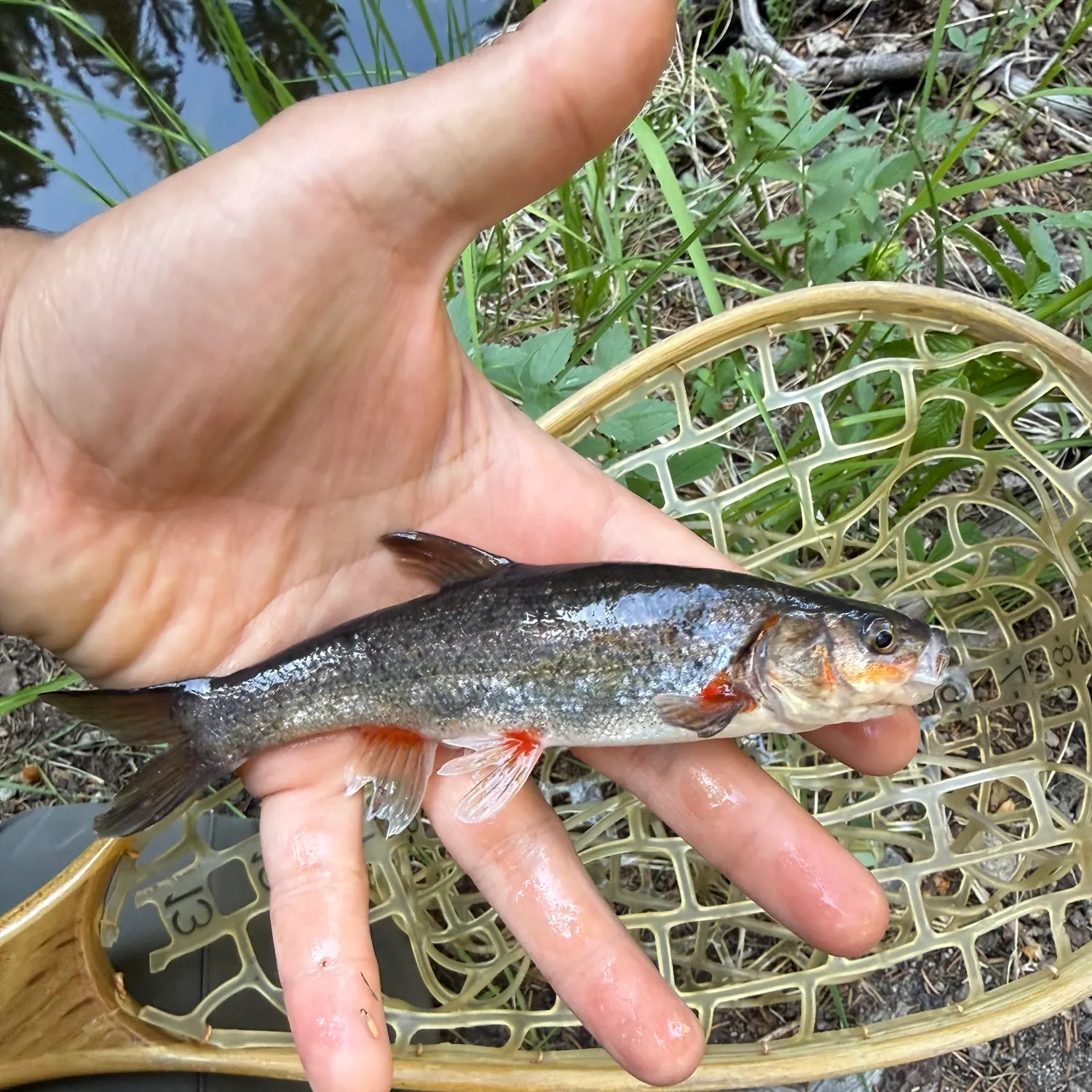 The most recent Rio Grande chub catches on Fishbrain