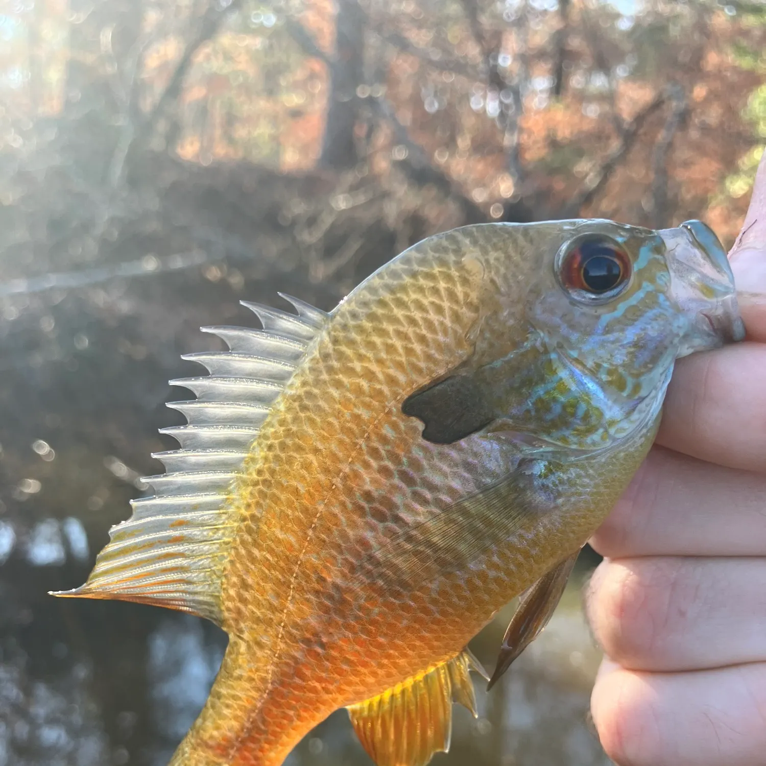 The most recent Plains longear sunfish catches on Fishbrain