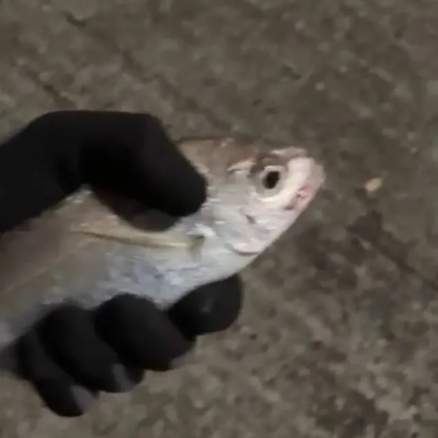 The most recent Red seabream catches on Fishbrain