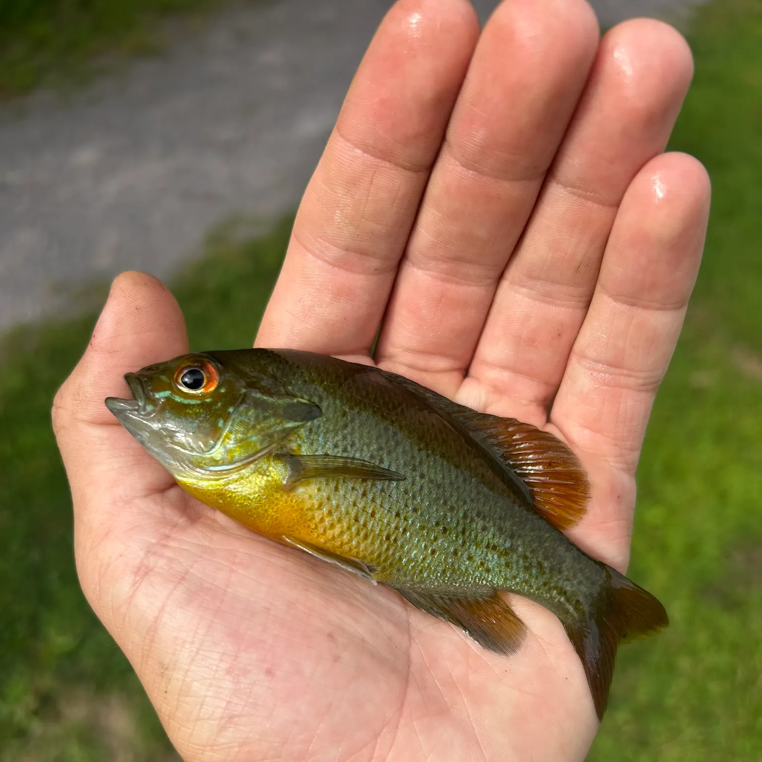 The most recent Redbreast sunfish catches on Fishbrain