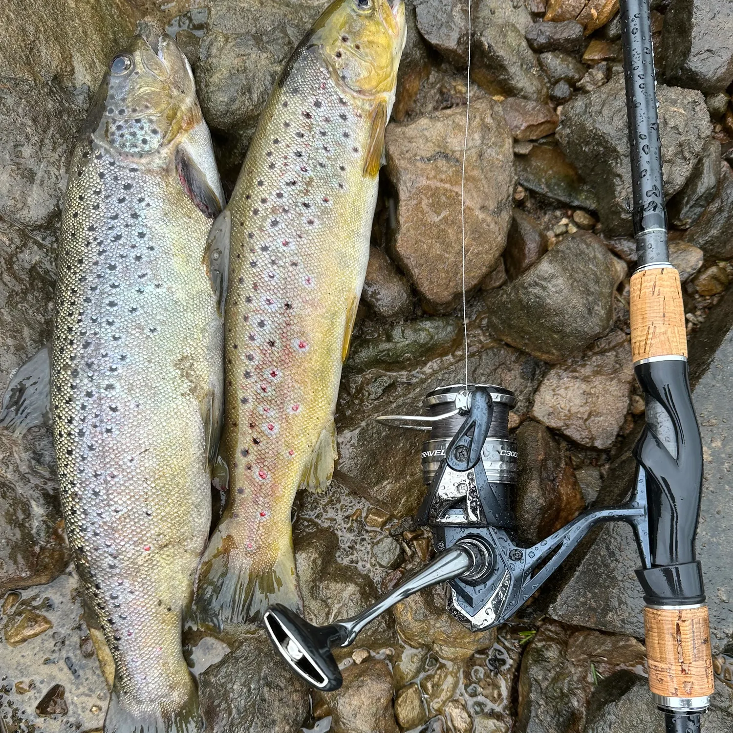 recently logged catches