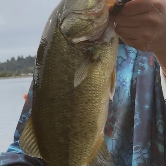 Largemouth bass caught on Fishbrain