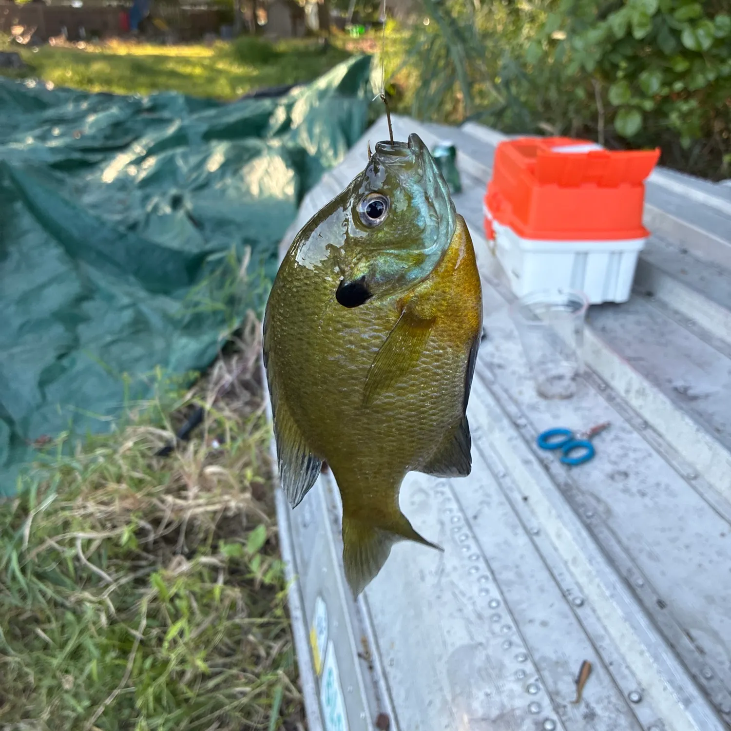 Bluegill caught on Fishbrain