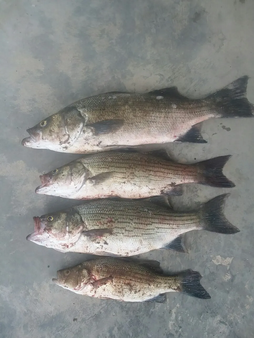 recently logged catches