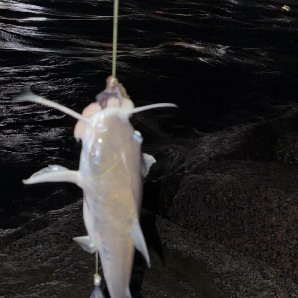 Hardhead sea catfish caught on Fishbrain
