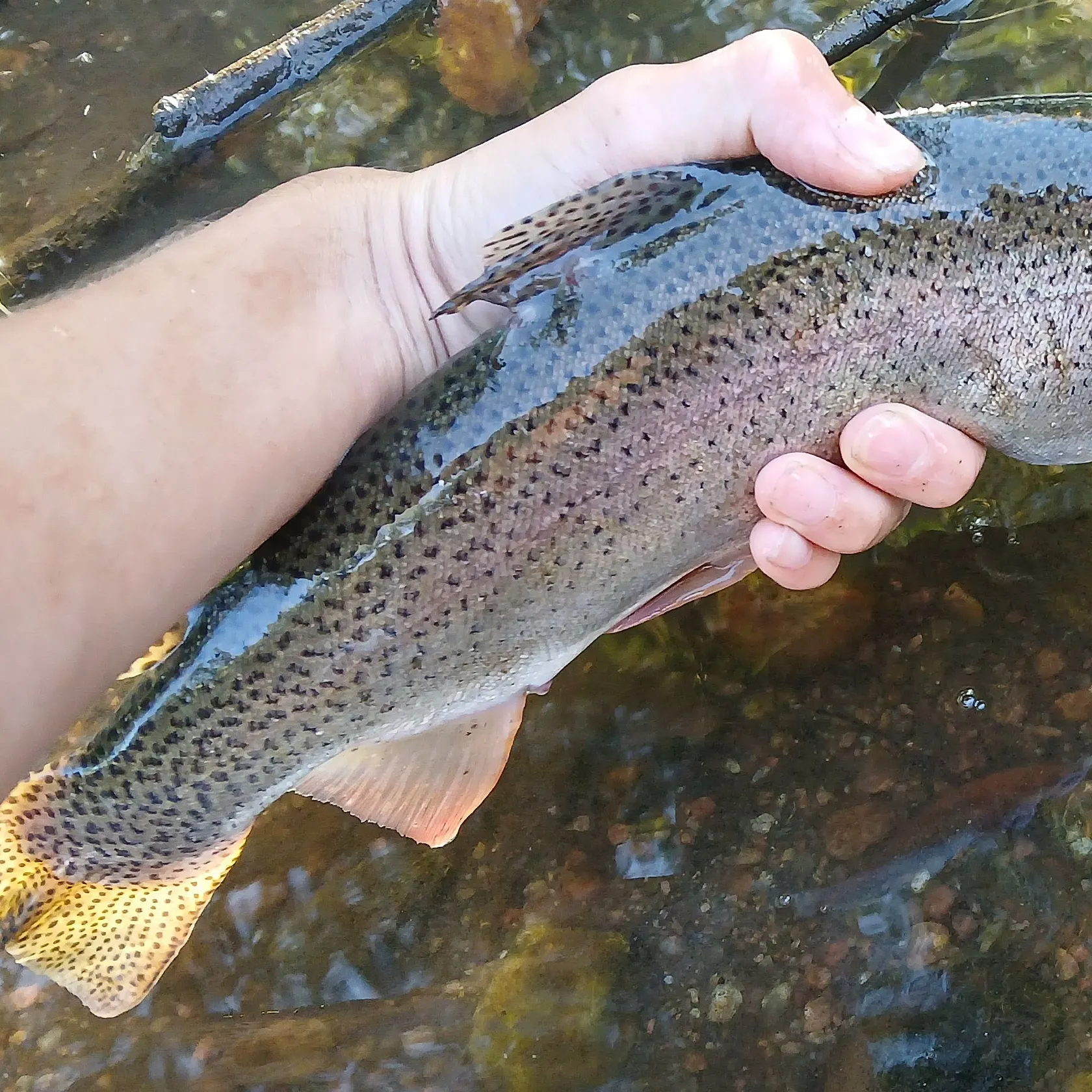 Cutbow caught on Fishbrain