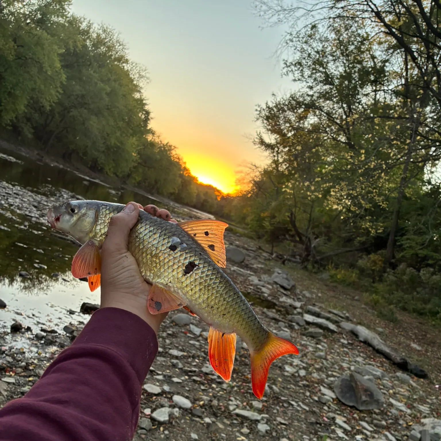 The most recent Smallmouth redhorse catches on Fishbrain