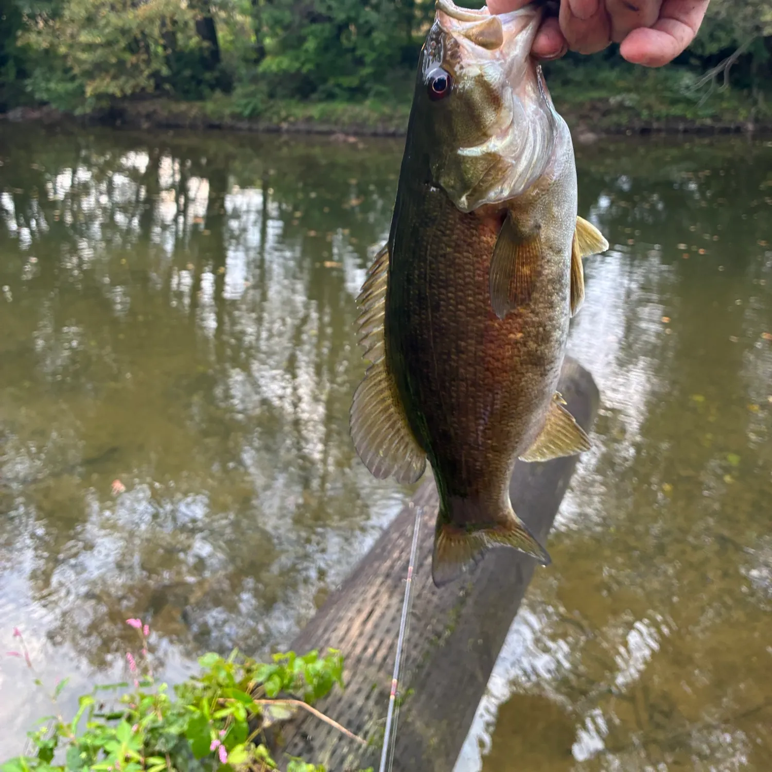 Smallmouth bass caught on Fishbrain