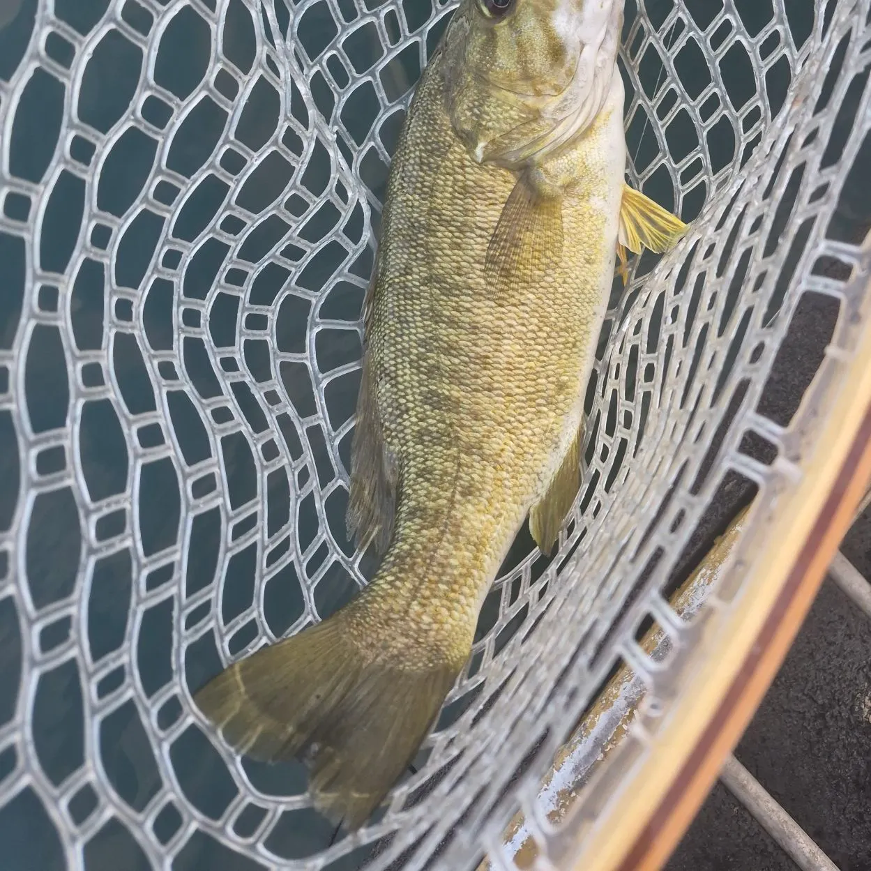 Smallmouth bass caught on Fishbrain