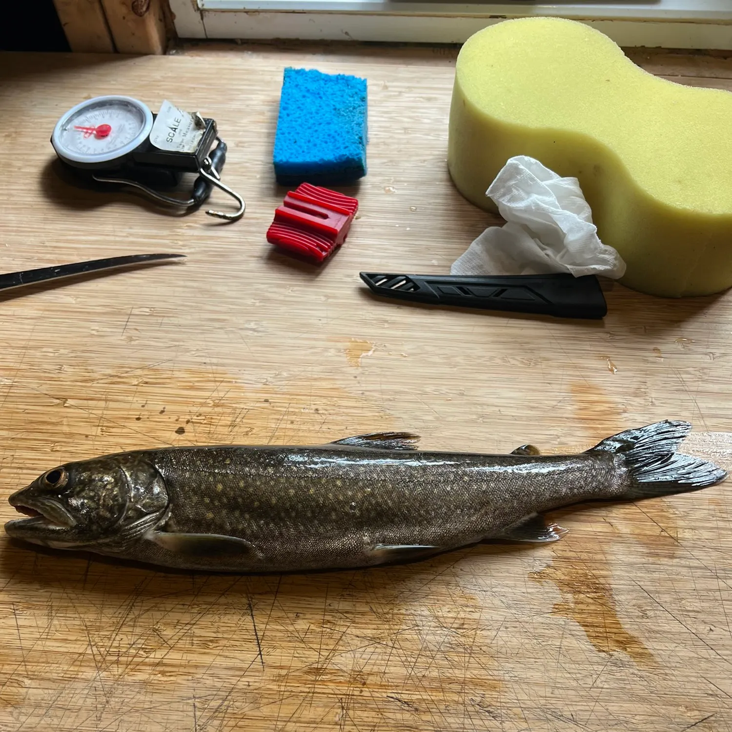 recently logged catches