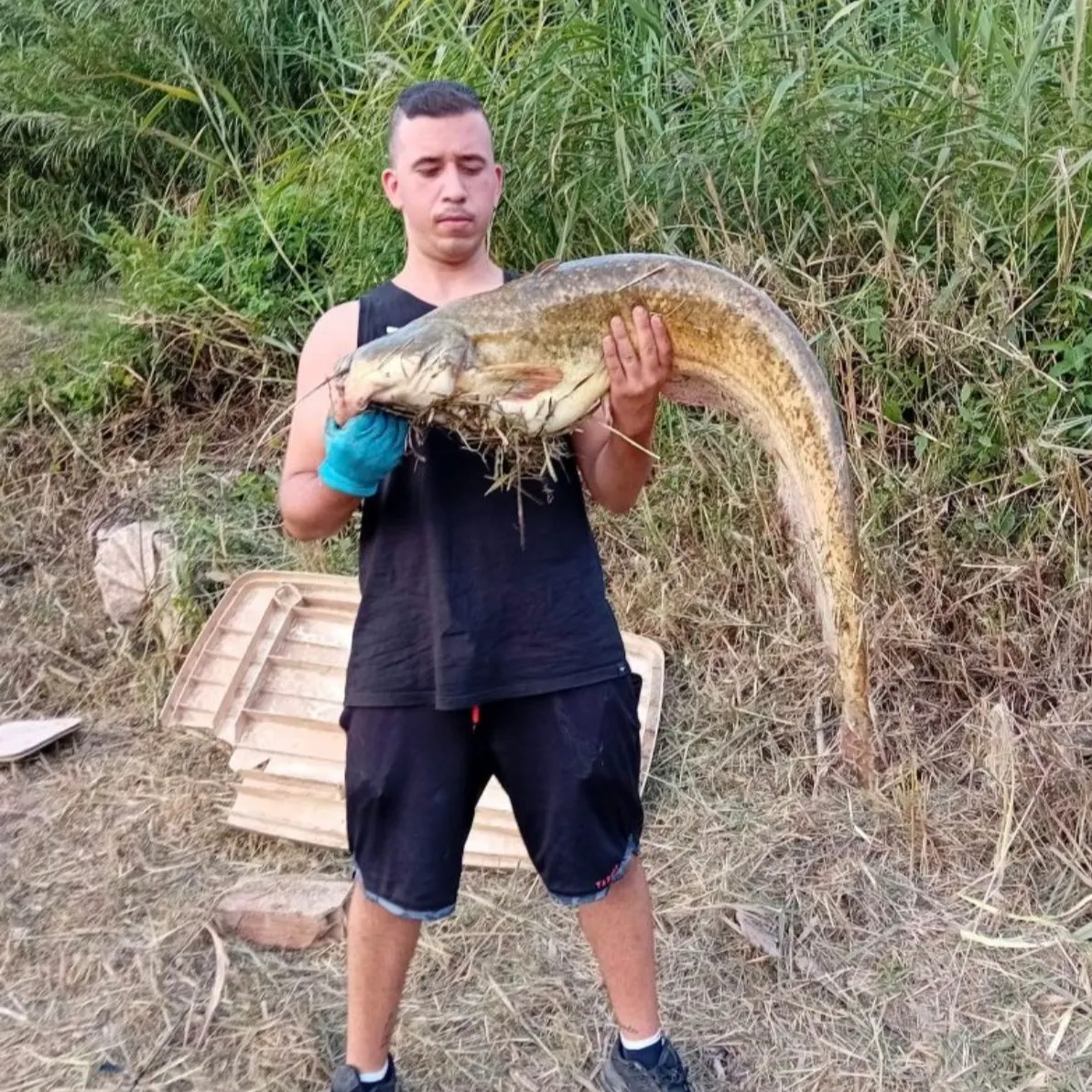 The most recent Wels catfish catches on Fishbrain