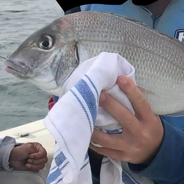 Silver porgy caught on Fishbrain