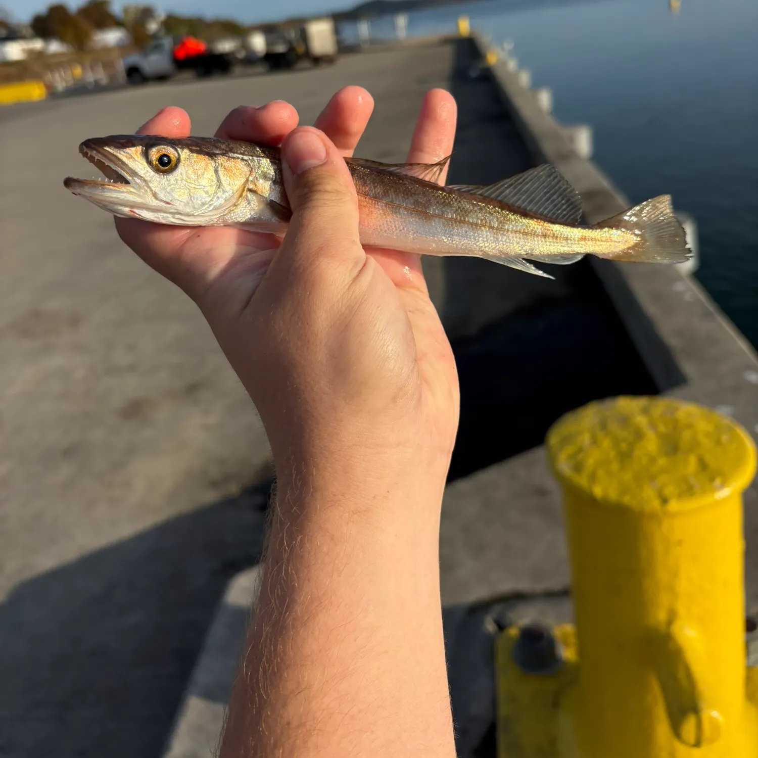 Silver hake caught on Fishbrain