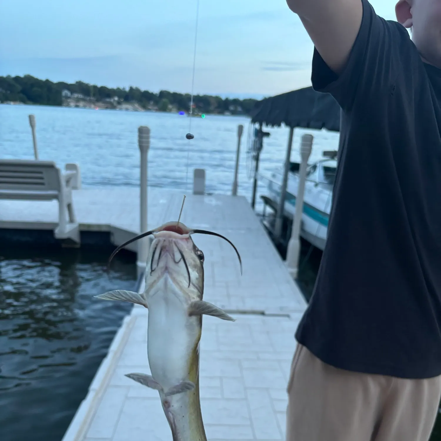 Channel catfish caught on Fishbrain