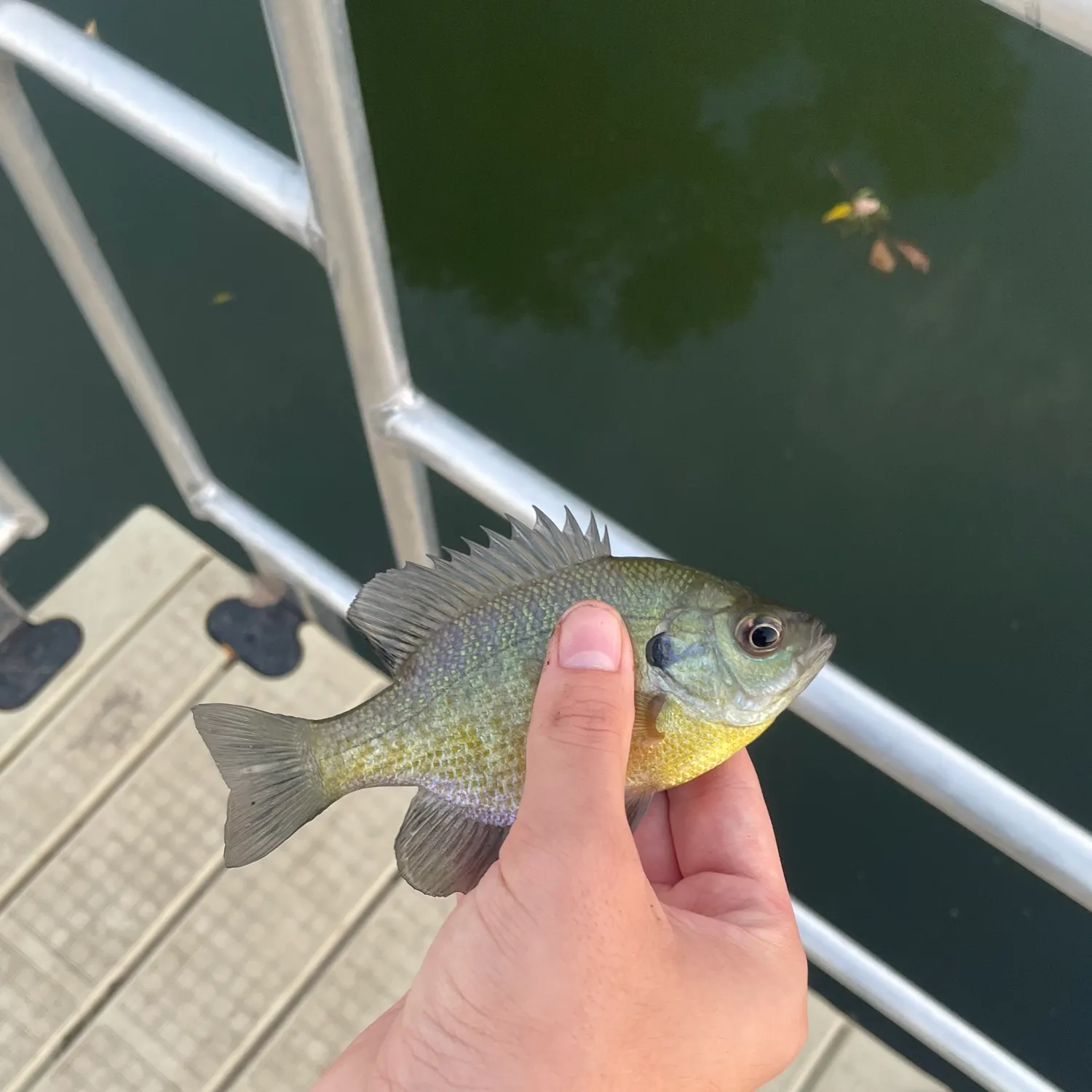 Bluegill caught on Fishbrain