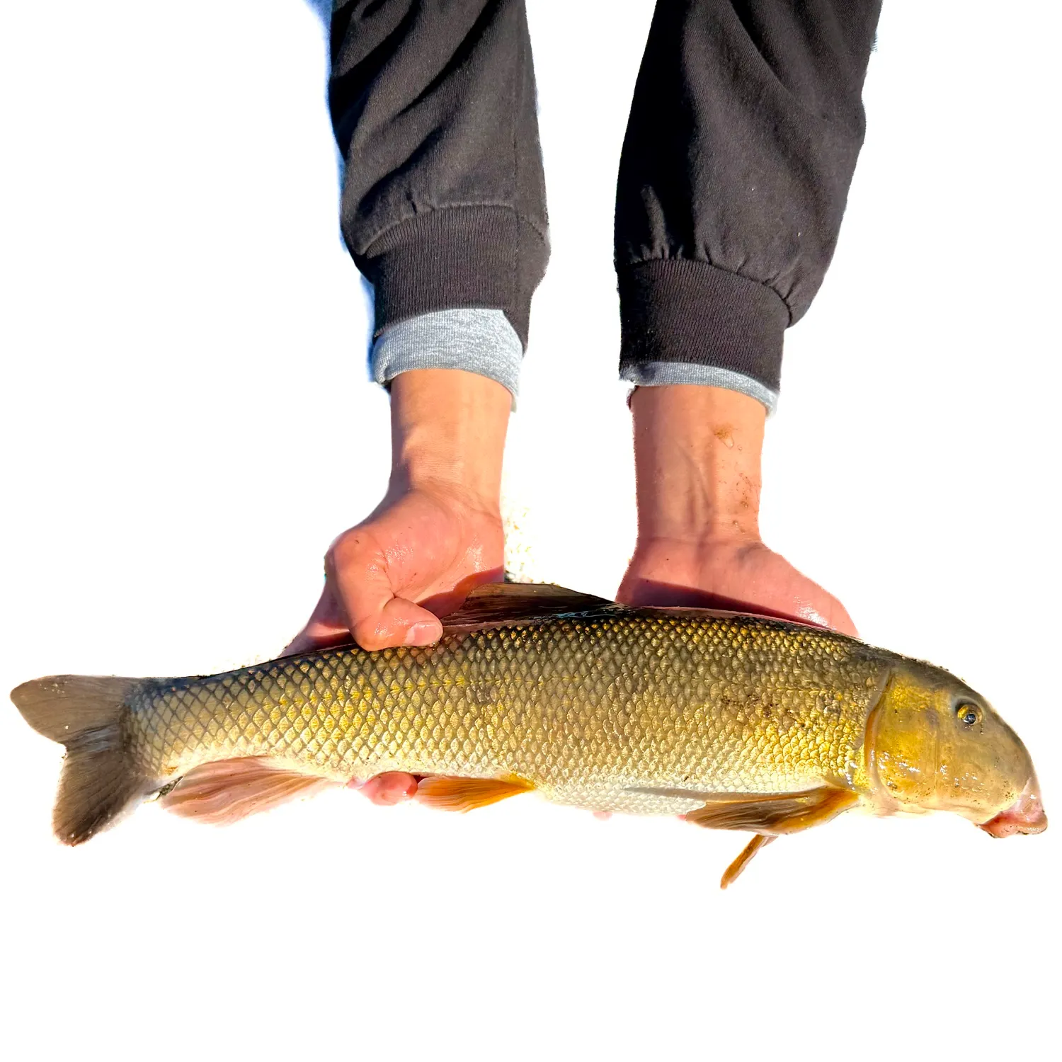 The most recent White sucker catches on Fishbrain