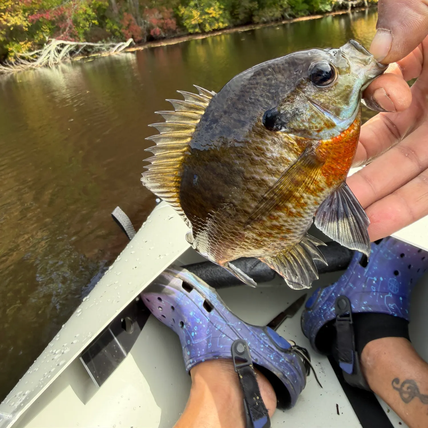 recently logged catches