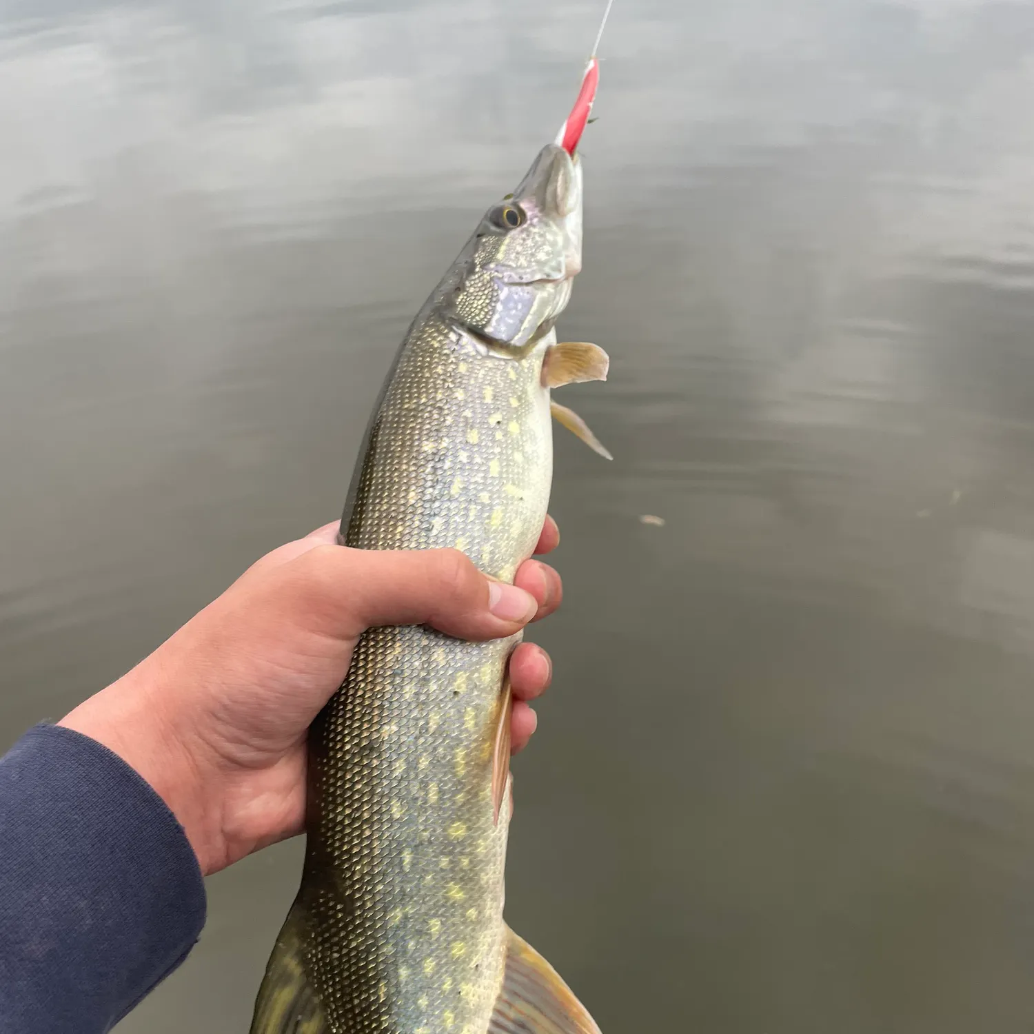Northern pike caught on Fishbrain