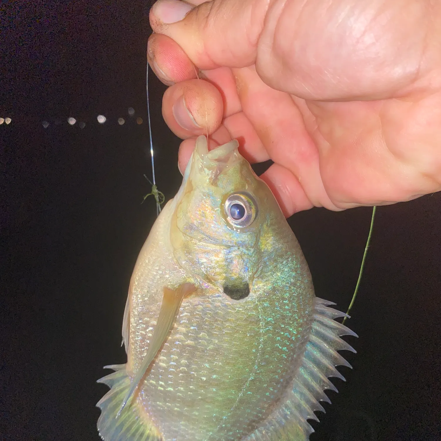 Bluegill caught on Fishbrain