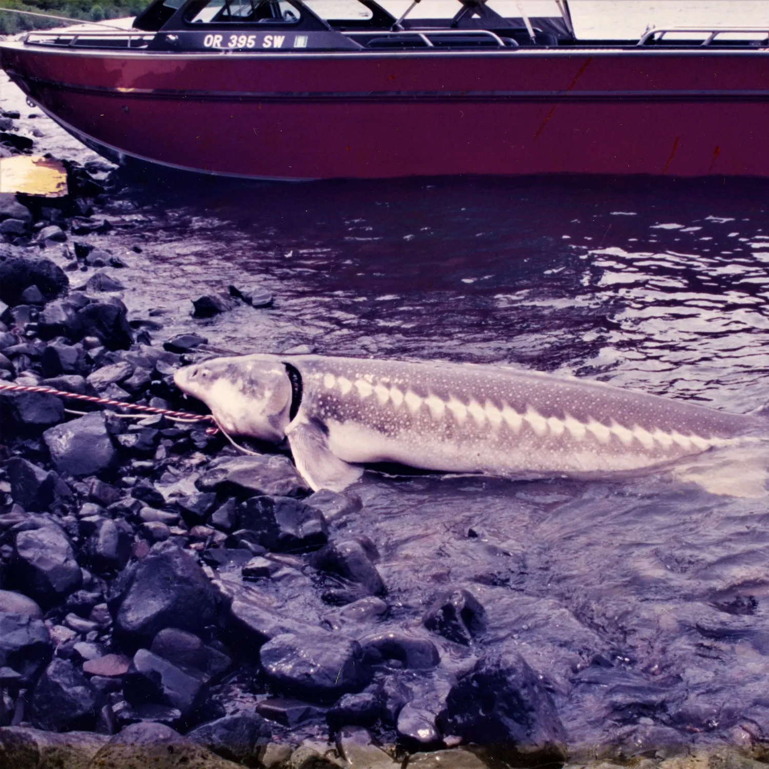 White sturgeon caught on Fishbrain