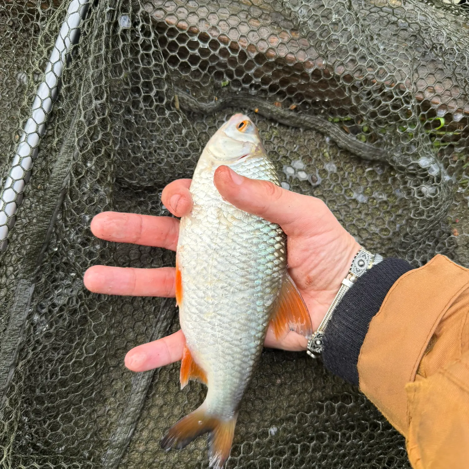 Common roach caught on Fishbrain