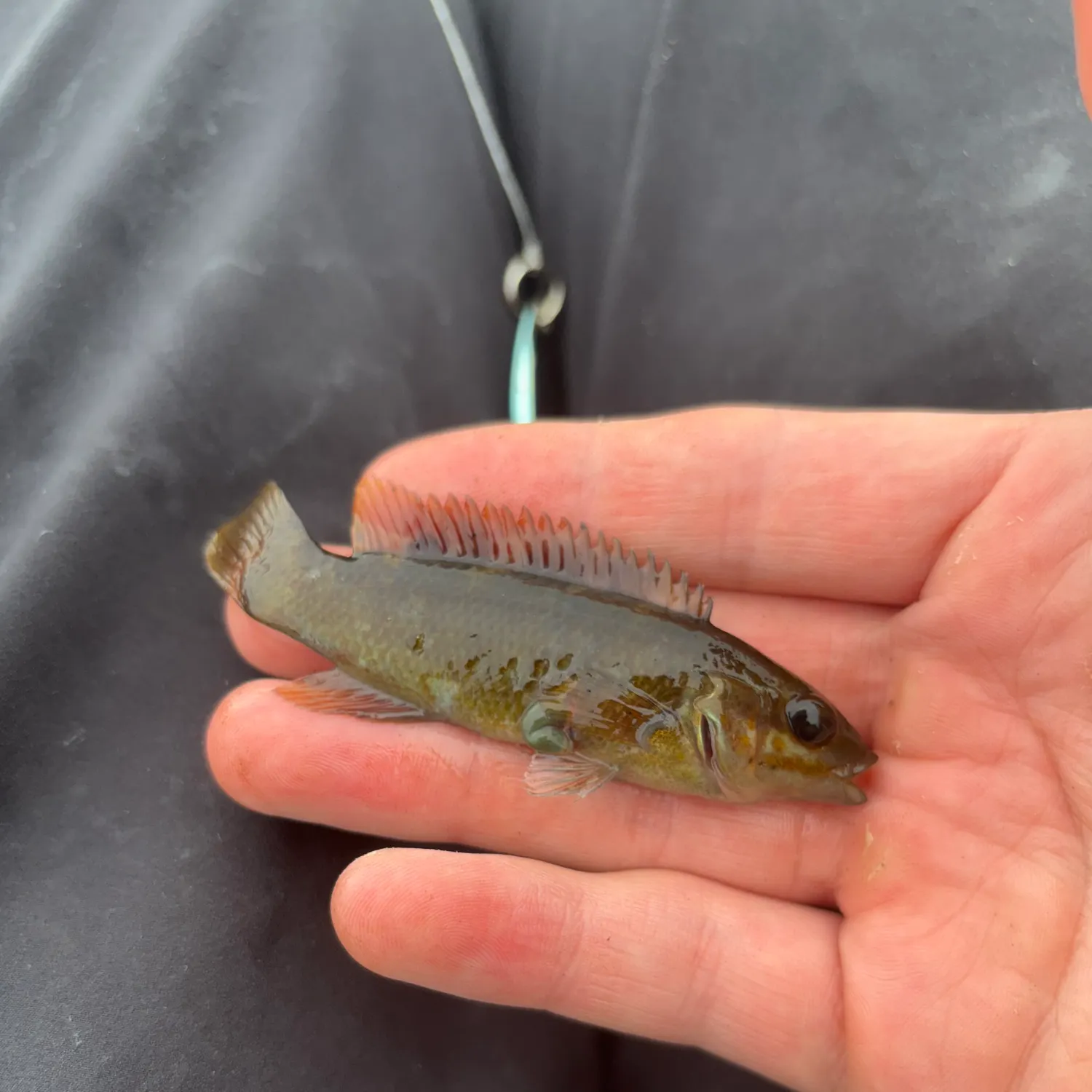 Cunner caught on Fishbrain