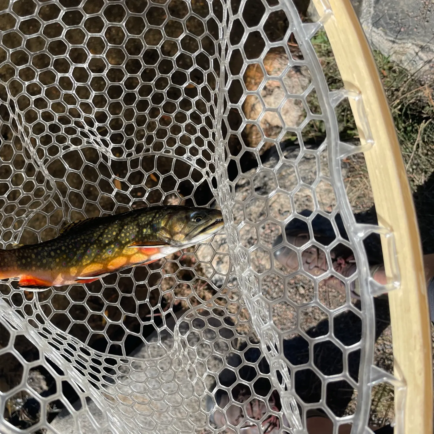 Brook trout caught on Fishbrain