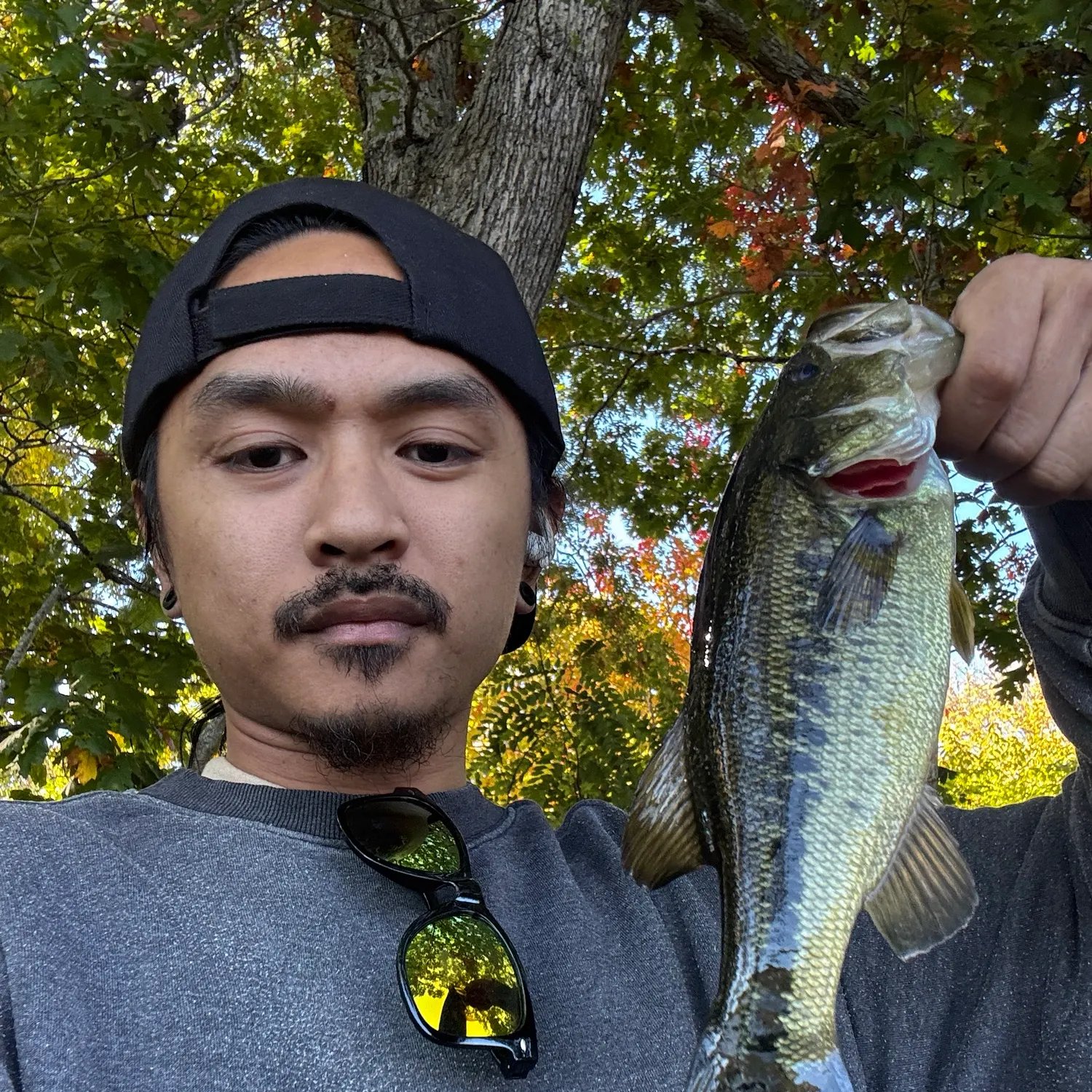 Largemouth bass caught on Fishbrain