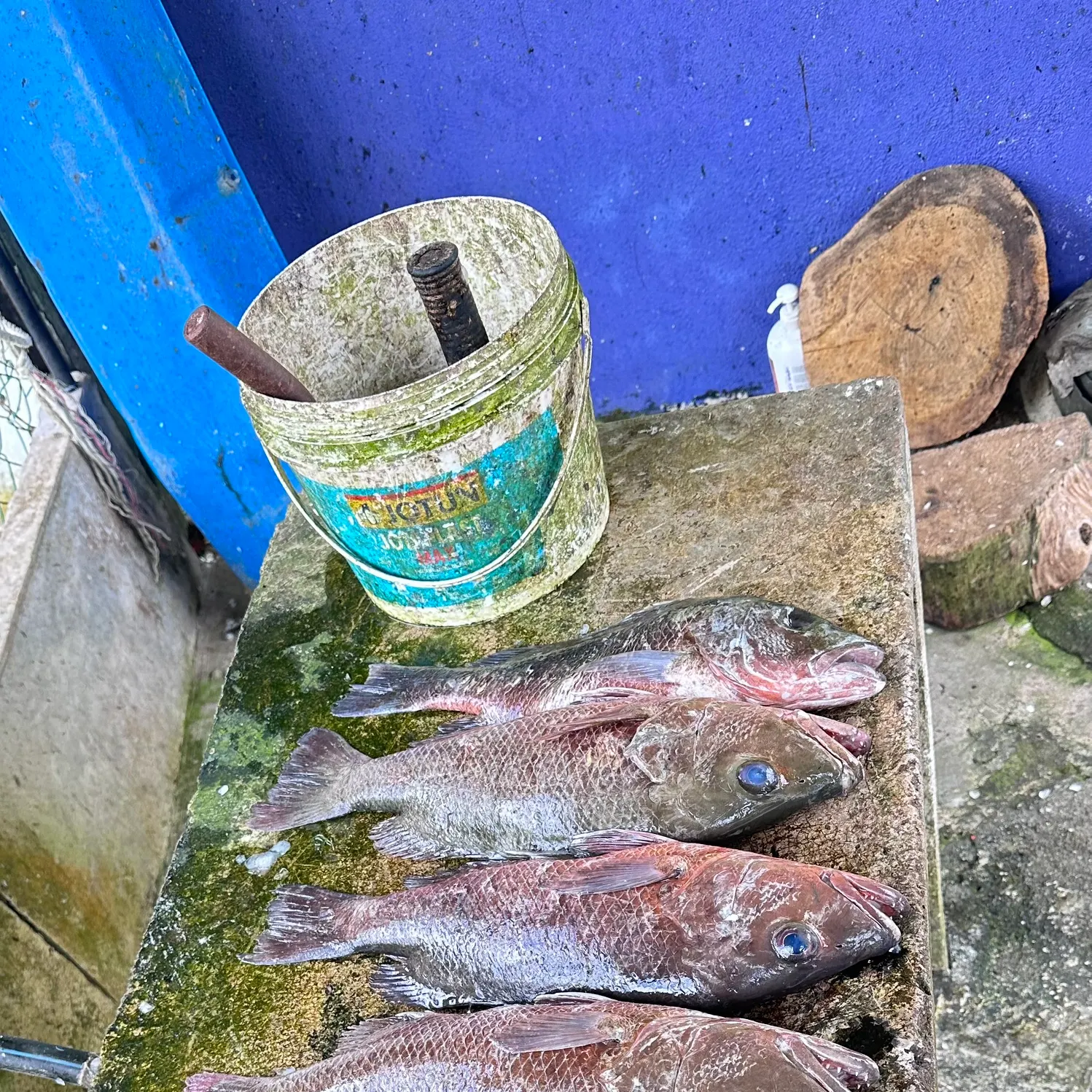 The most recent Mangrove red snapper catches on Fishbrain