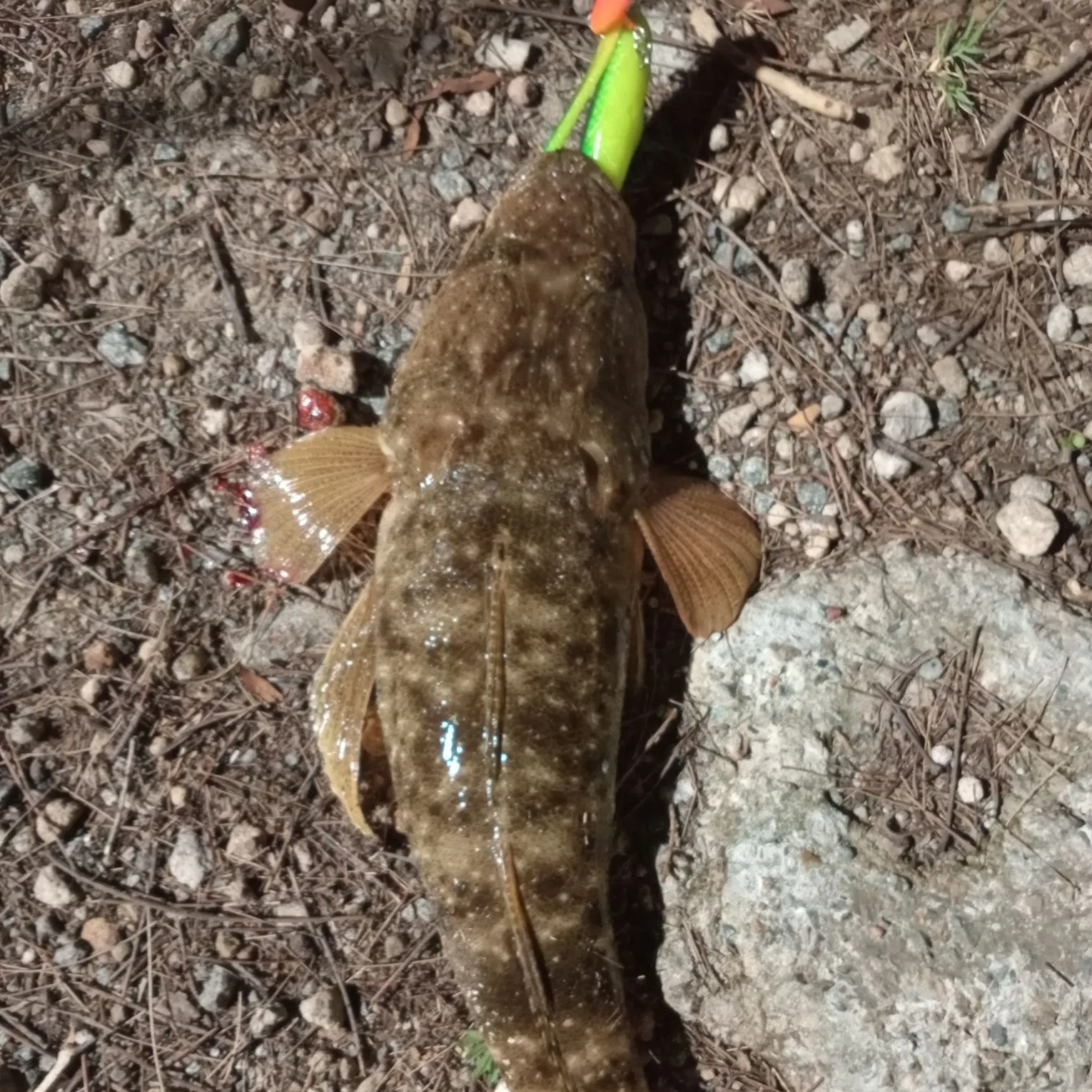 The most recent Dusky flathead catches on Fishbrain