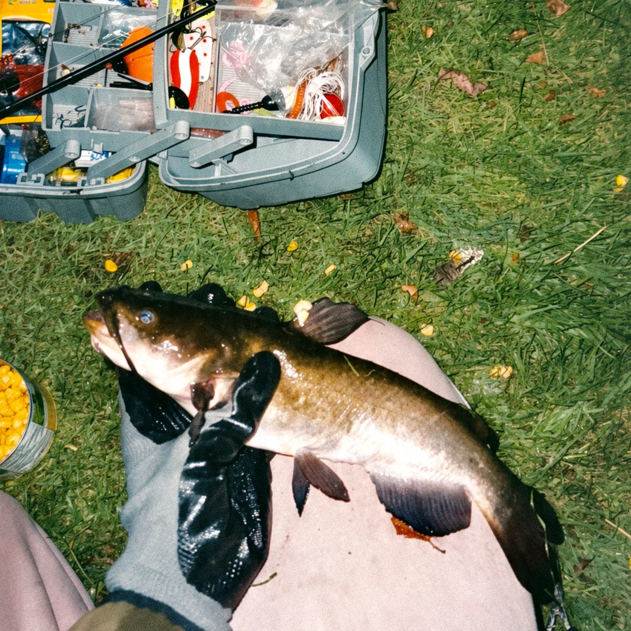 Black bullhead caught on Fishbrain
