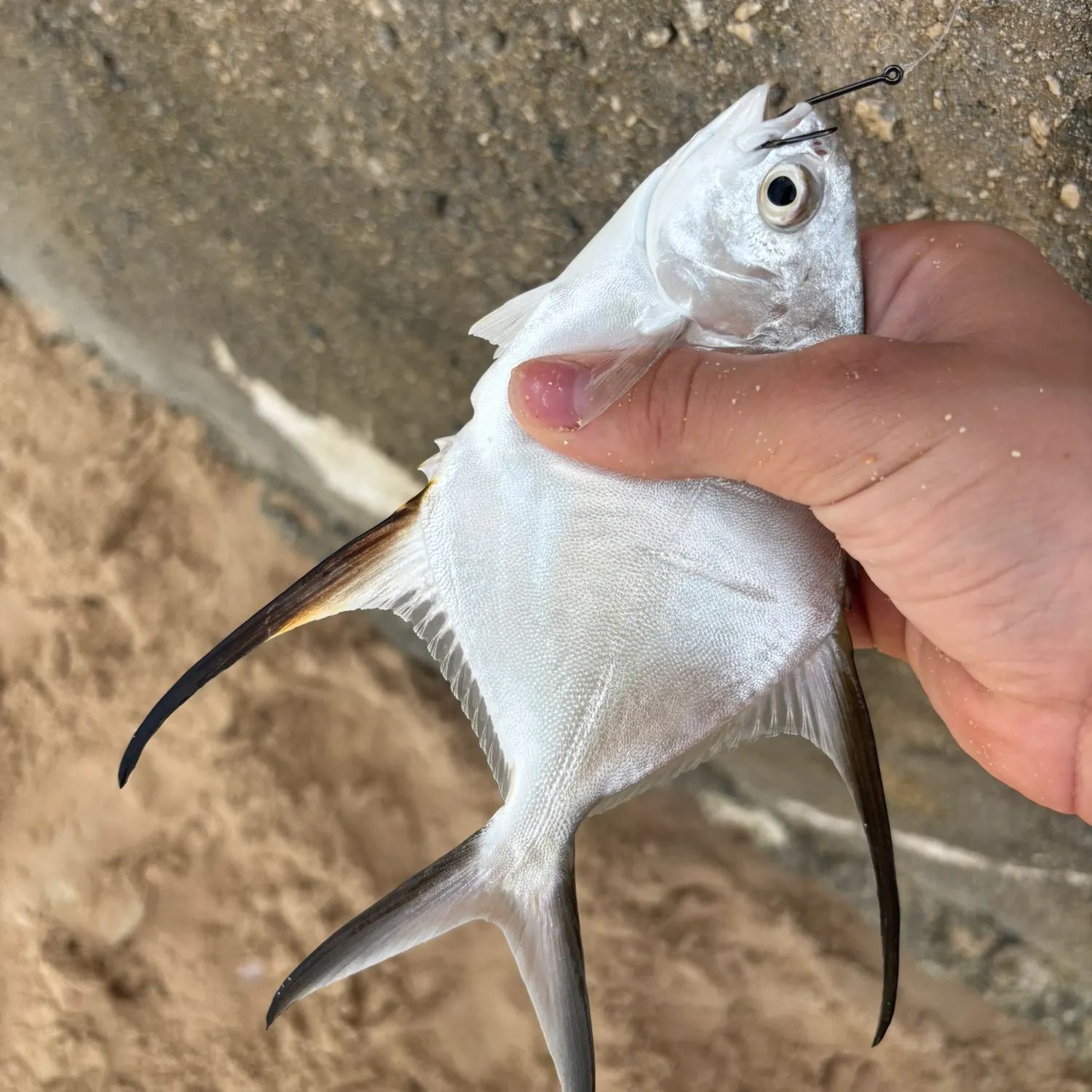 The most recent Palometa catches on Fishbrain