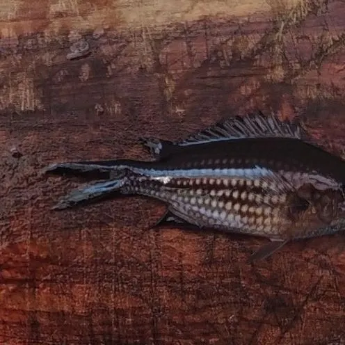 The most recent Mediterranean chromis catches on Fishbrain