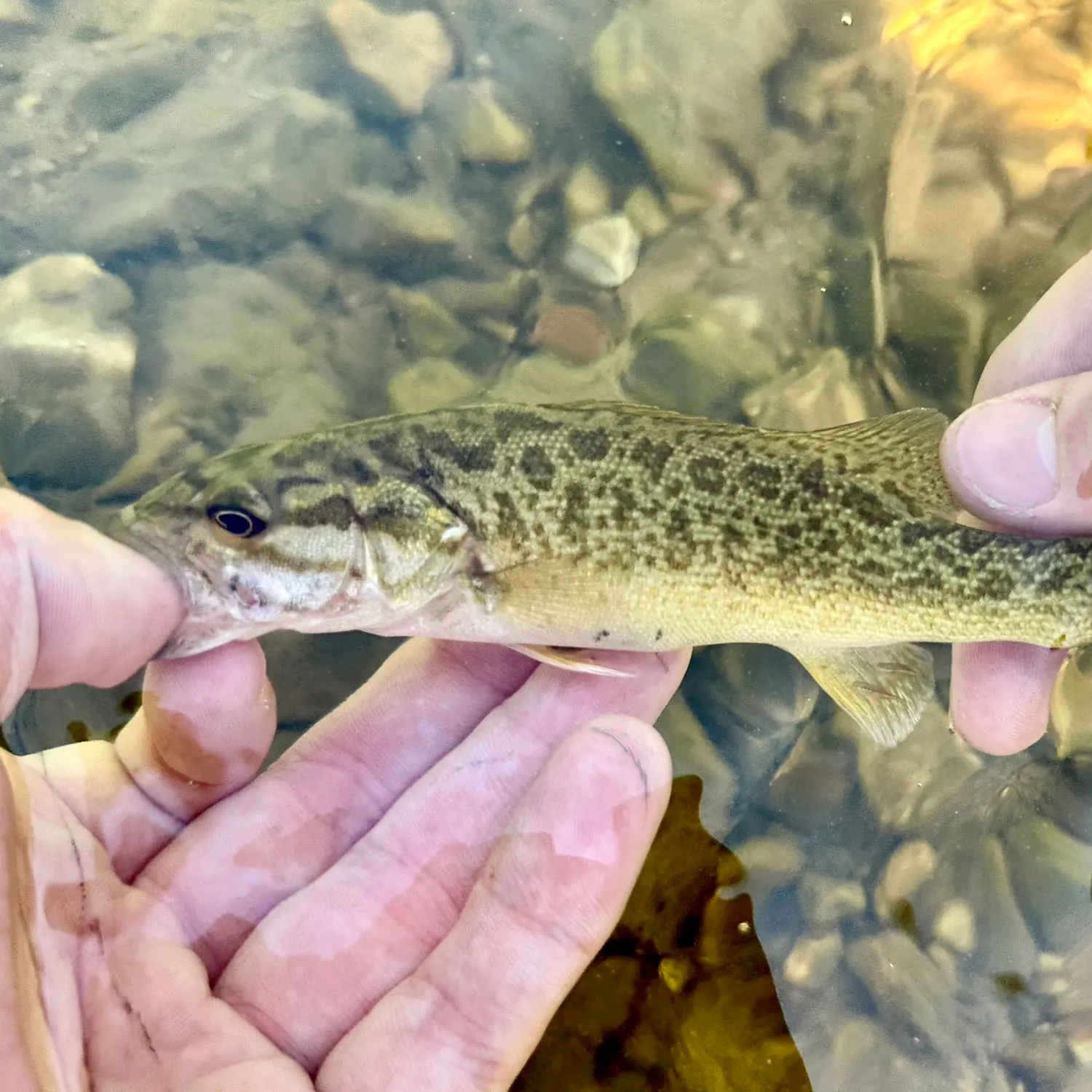 The most recent Neosho bass catches on Fishbrain
