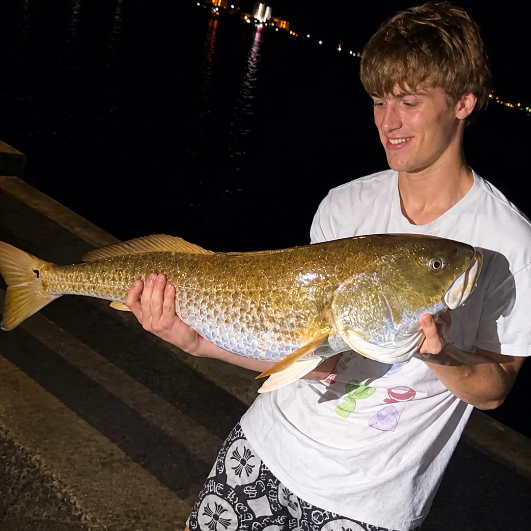 Red drum caught on Fishbrain
