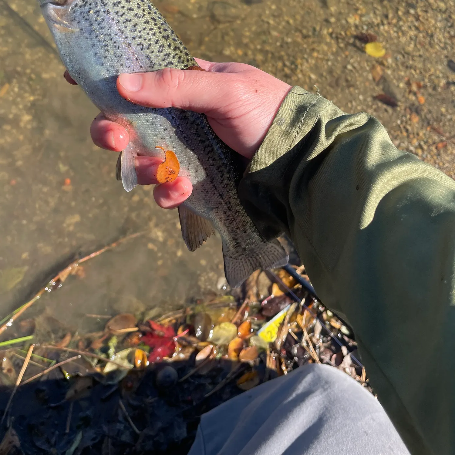Rainbow trout caught on Fishbrain